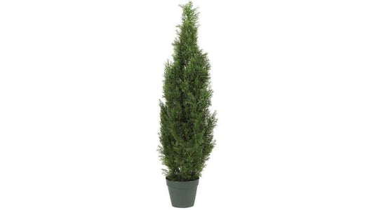 4′ Cedar Tree Silk Tree (In-door/Out-door) | Rental